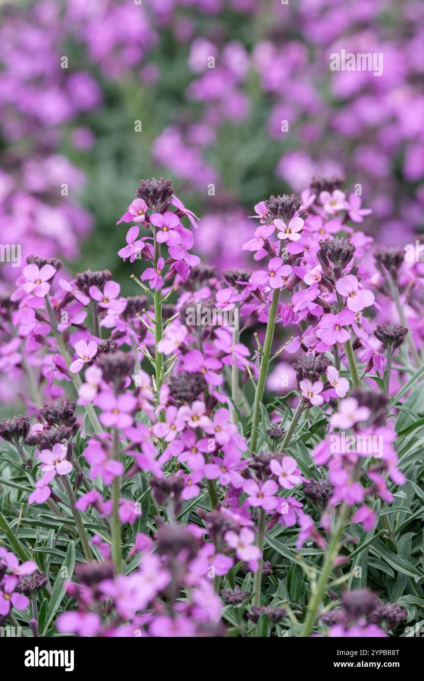 Erysimum Bowles's Mauve, wallflower Bowles's Mauve, grey-green leaves, racemes of mauve flowers Stock Photo