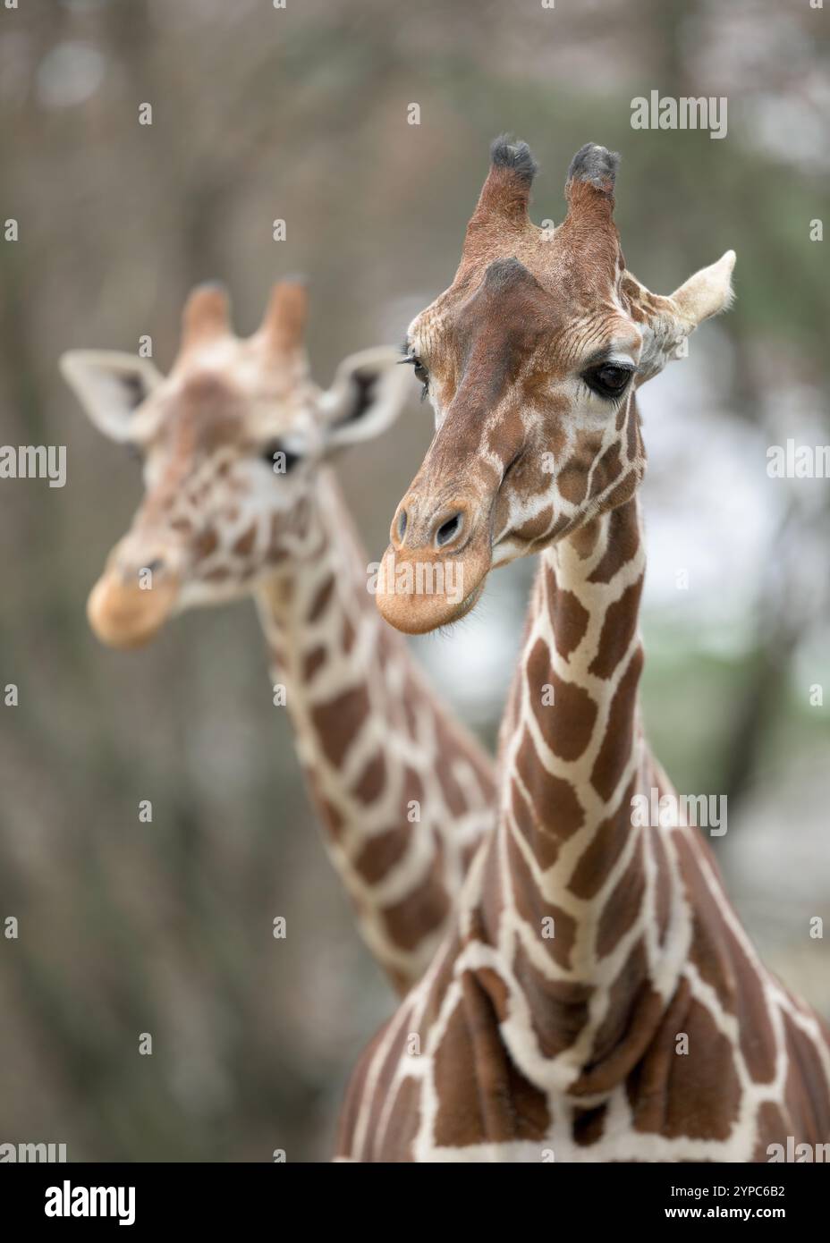 Two giraffes closeup head shots Stock Photo