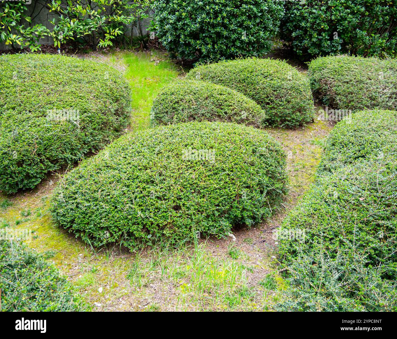Green labyrinth of low-growing shrubs Stock Photo