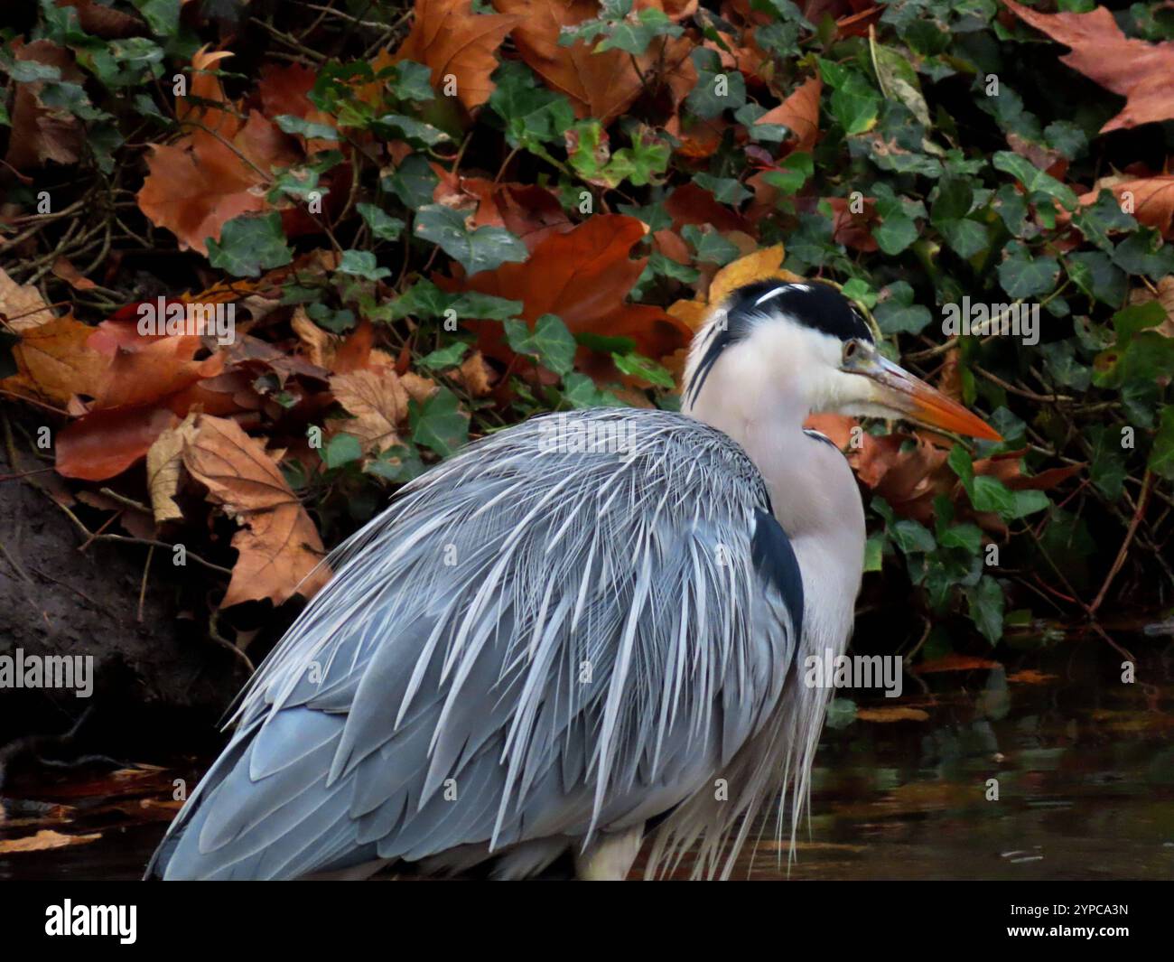 Vögel reptilien hi-res stock photography and images - Alamy, image size:1300x1065