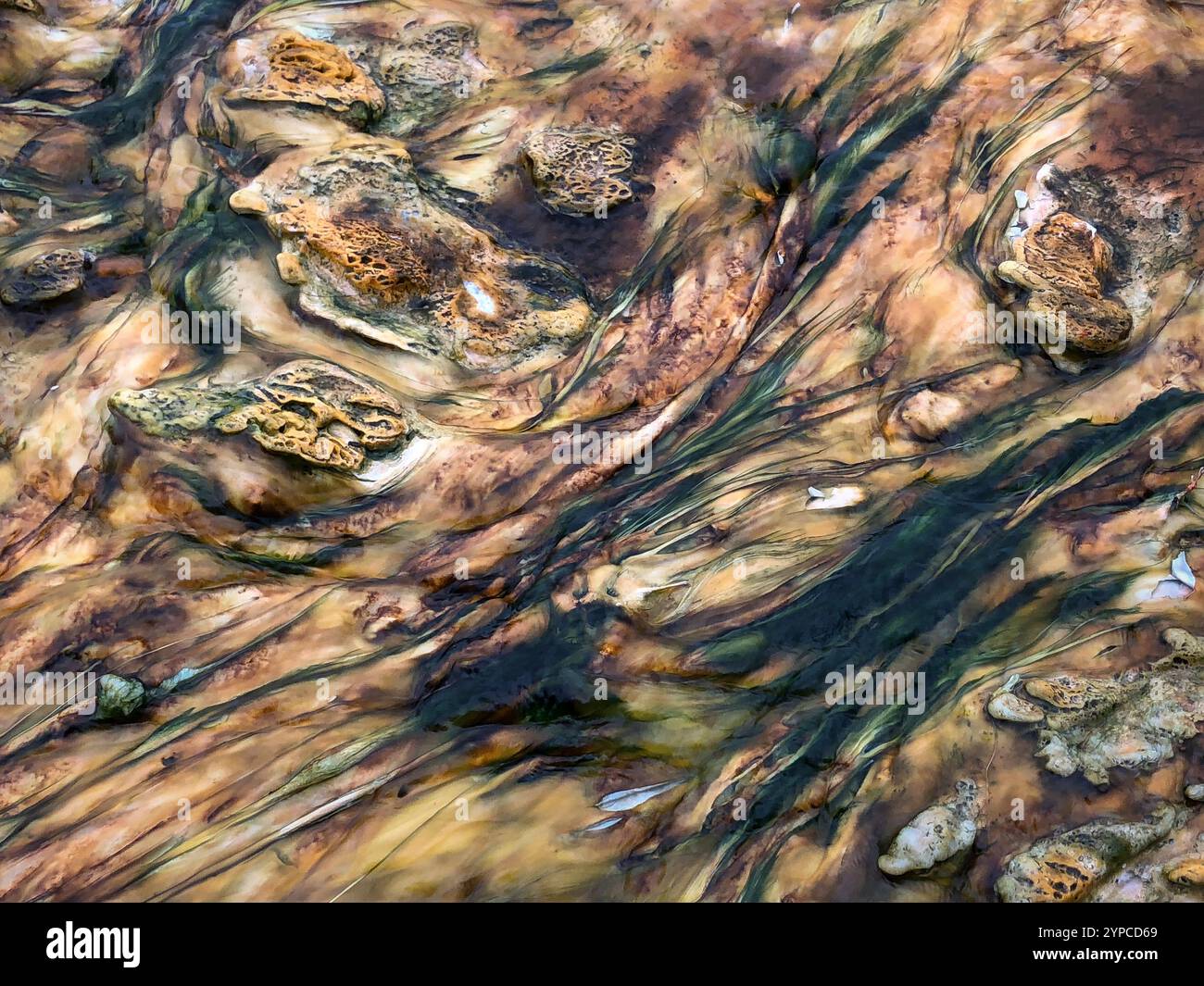 Bacterial matst Biscuit Basin in Yellowstone National Park. - Smartphone Captured Stock Image