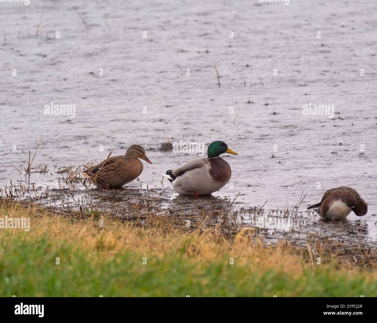 Three mallard ducks wading at the water’s edge at Blacktoft Sands wetland on a rainy, cloudy day. UK Stock Photo