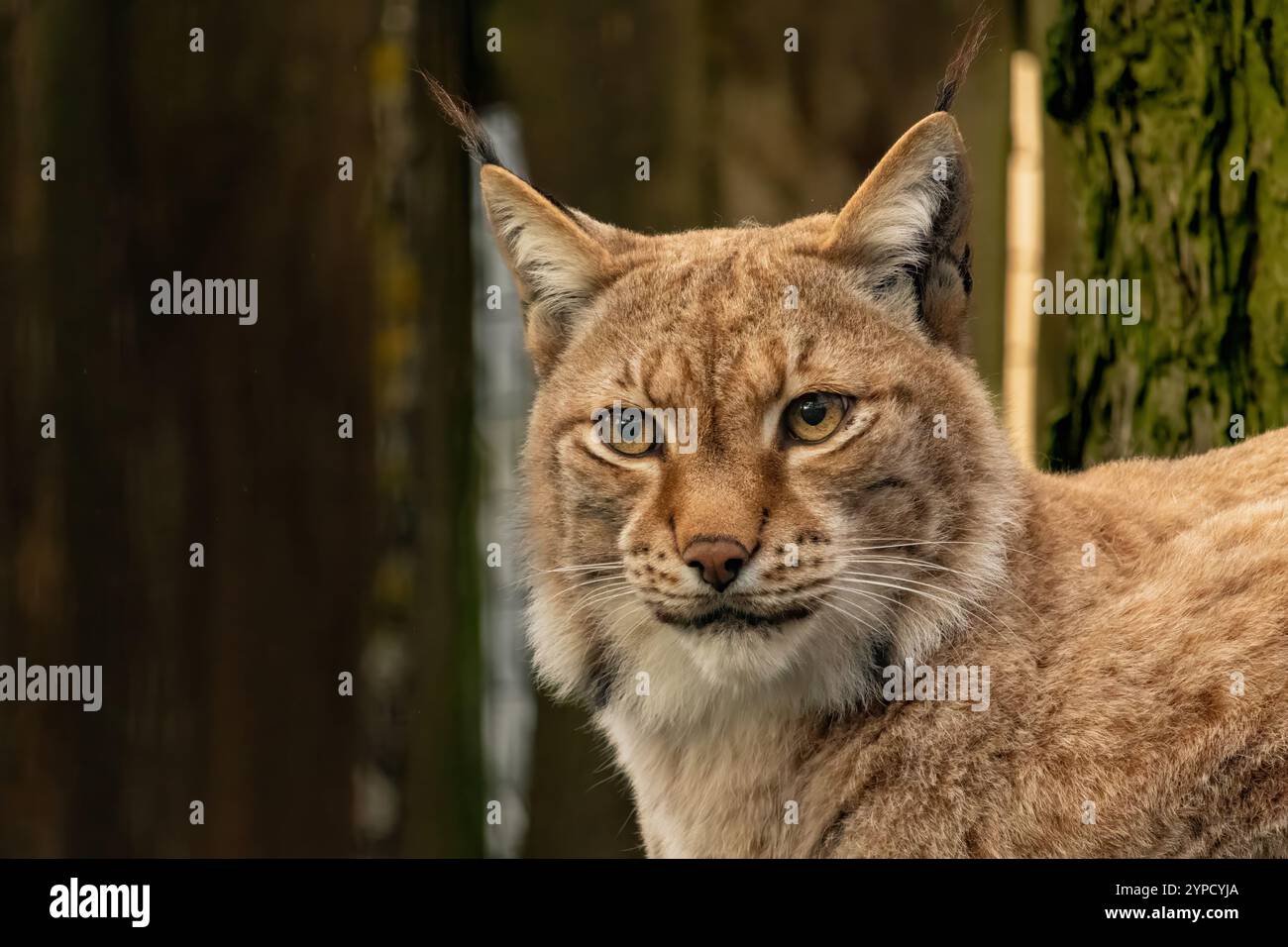 The Eurasian lynx (Lynx lynx), also known as the European lynx or Siberian lynx in autumn colors Stock Photo