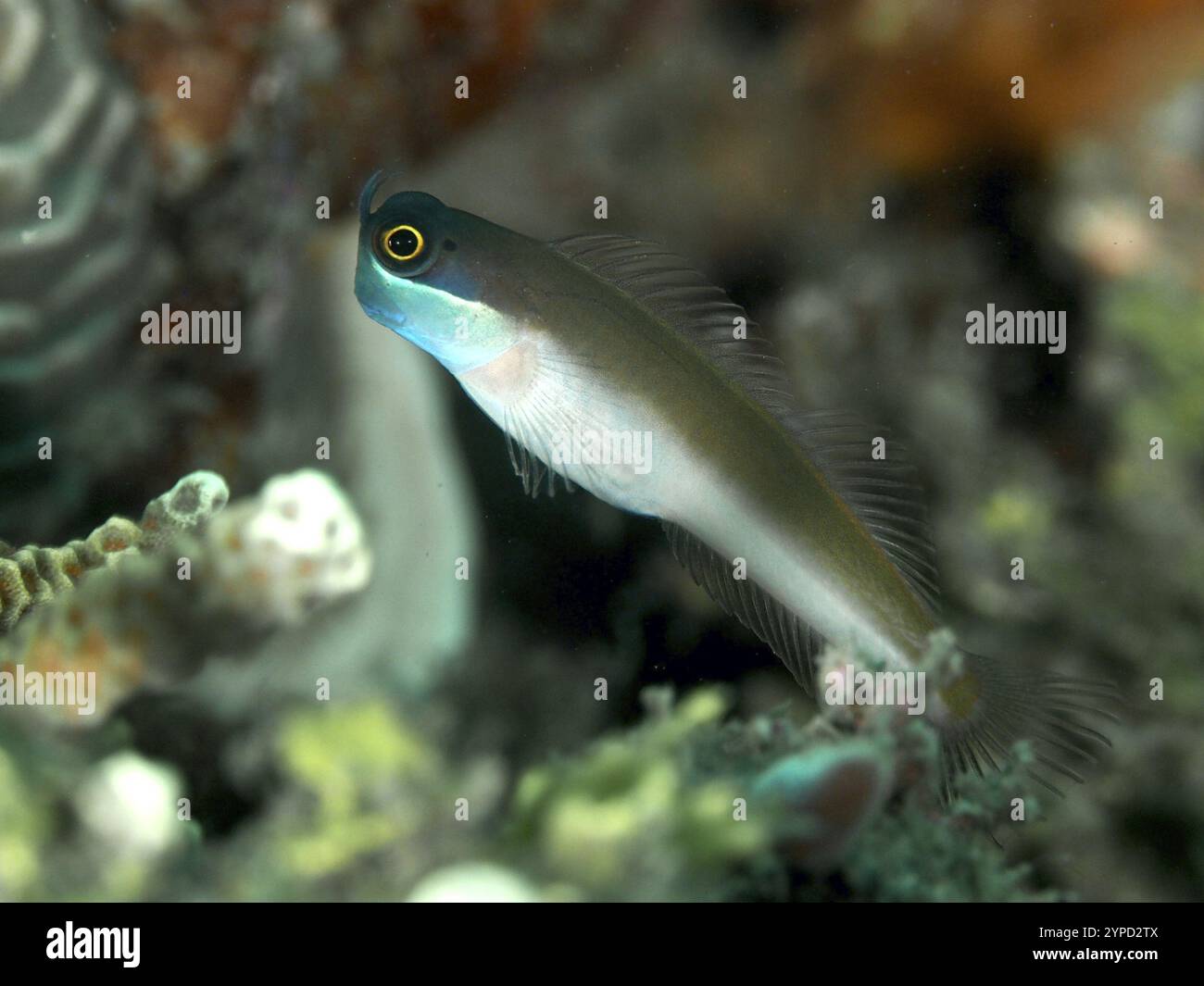 Underwater shot little fish swimming hi-res stock photography and ...