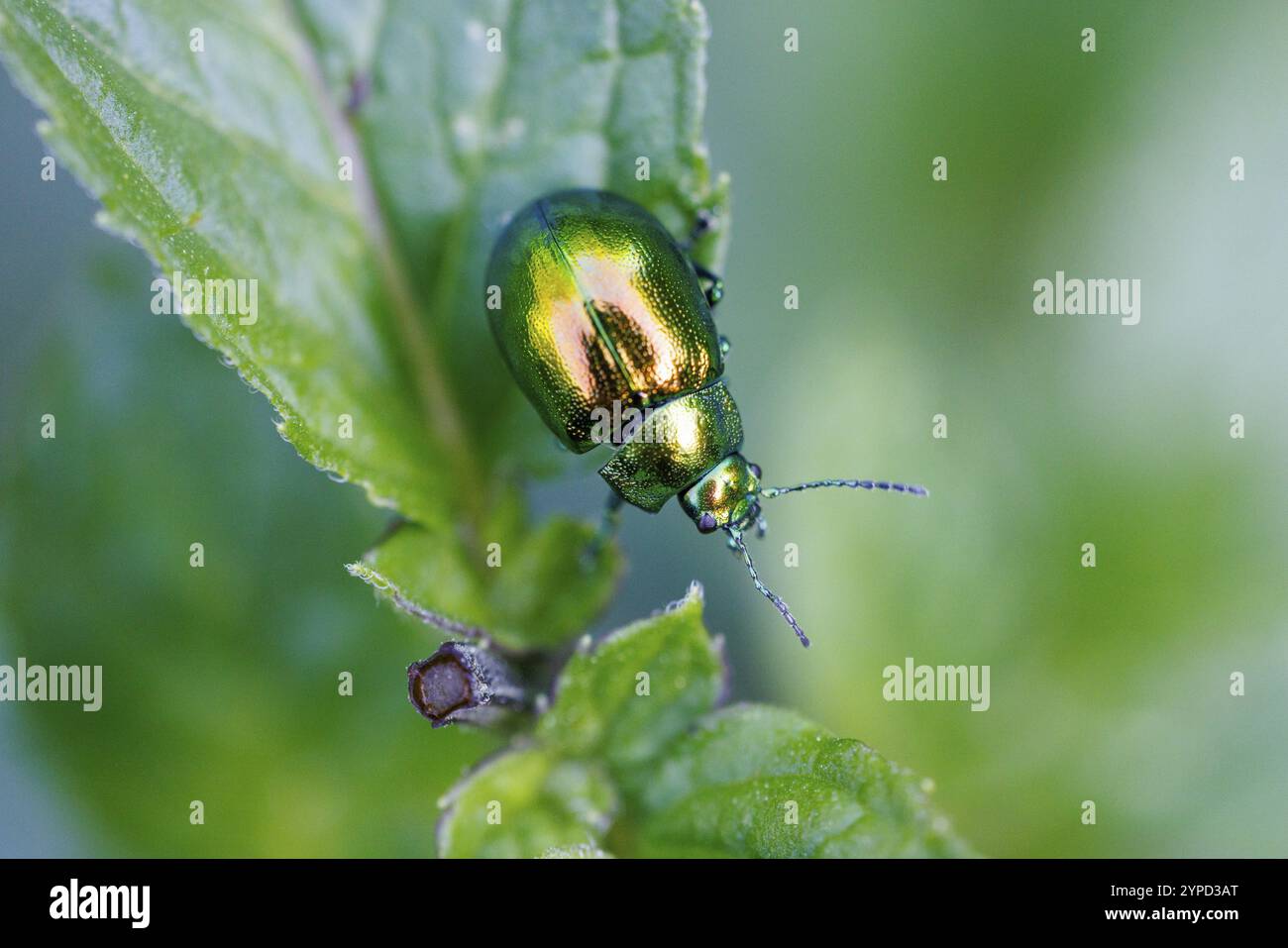 rose-chafer-cetoniinae-germany-europe-stock-photo-alamy