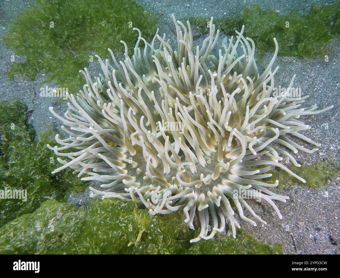Macrodactyla Doreenensis Hi res Stock Photography And Images Alamy macrodactyla-doreenensis-hi-res-stock-photography-and-images-alamy