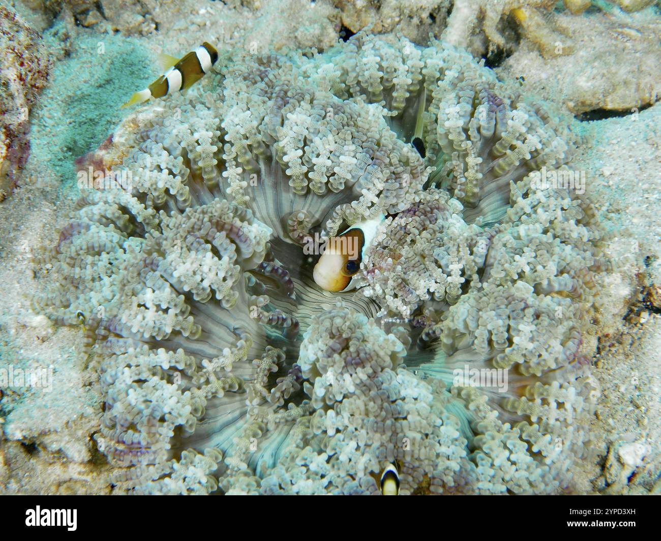 Anemone actinia fish on seabed hi-res stock photography and images - Alamy