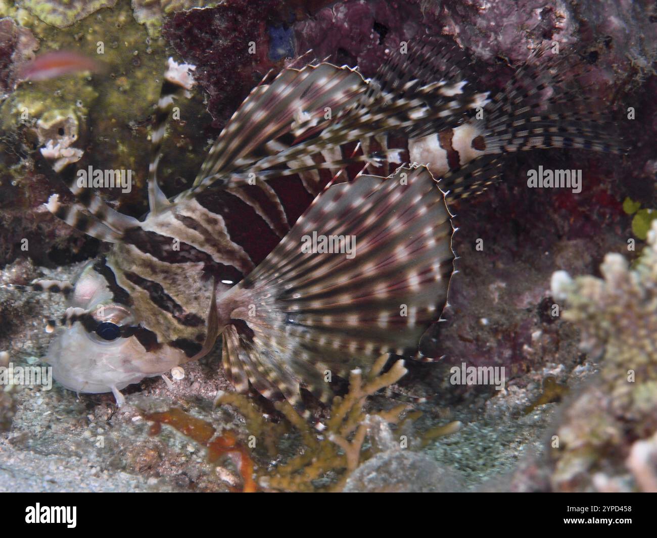 A striped fish with conspicuous fins, zebra lionfish (Dendrochirus zebra, on the seabed, dive site Twin Reef, Penyapangan, Bali, Indonesia, Asia Stock Photo