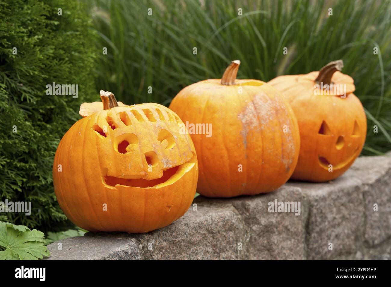 Three carved pumpkins with smiling faces on a stone wall, borken ...