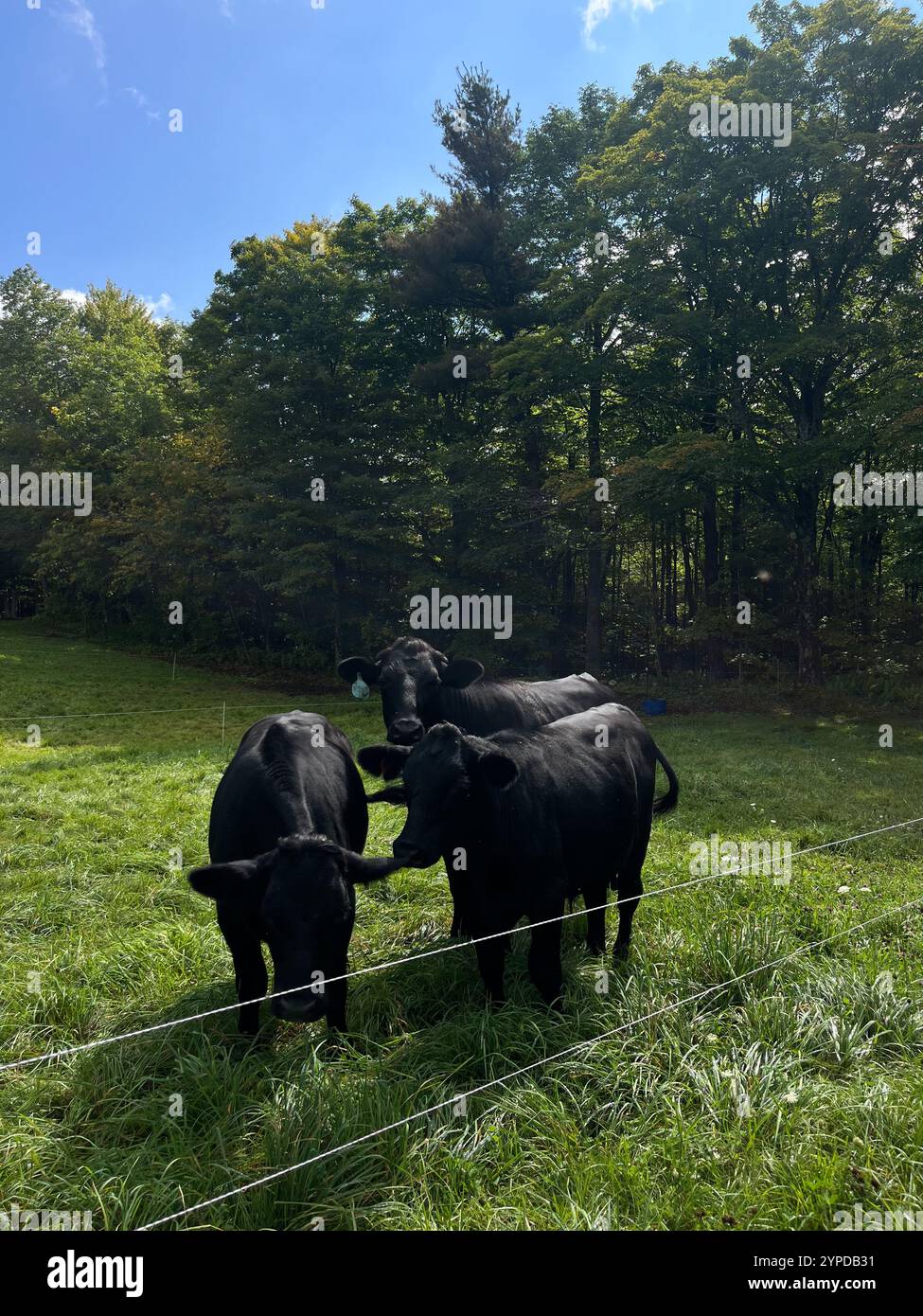 Black Angus cows grazing in a green pasture near trees on a sunny day - Smartphone Captured Stock Image
