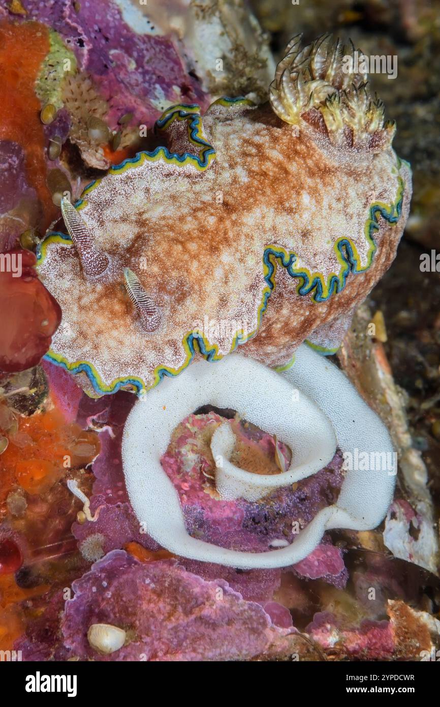 sea-slug-reproduction-hi-res-stock-photography-and-images-alamy
