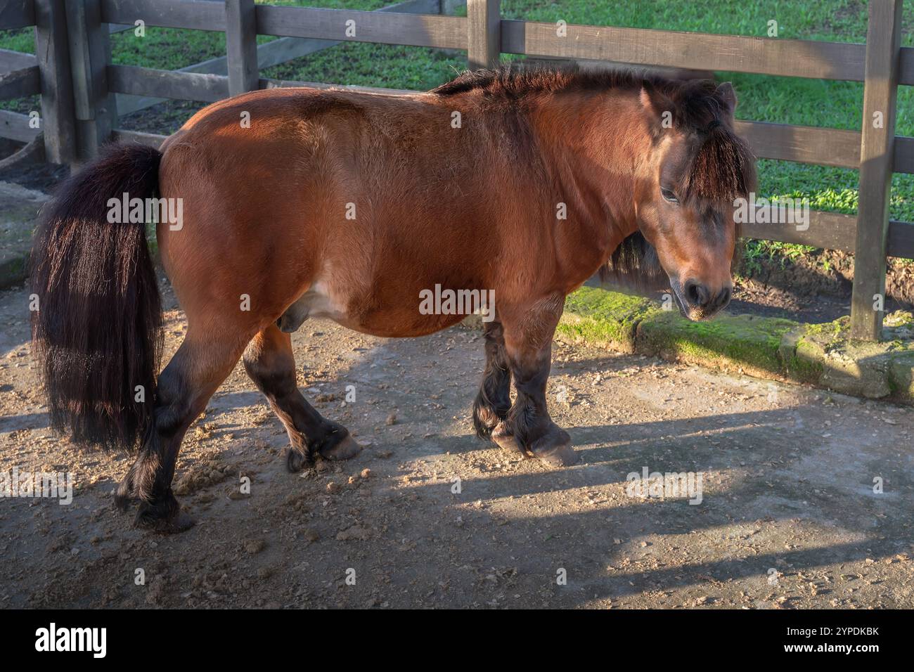 Pony - Miniature Horse (Equus ferus caballus) Stock Photo