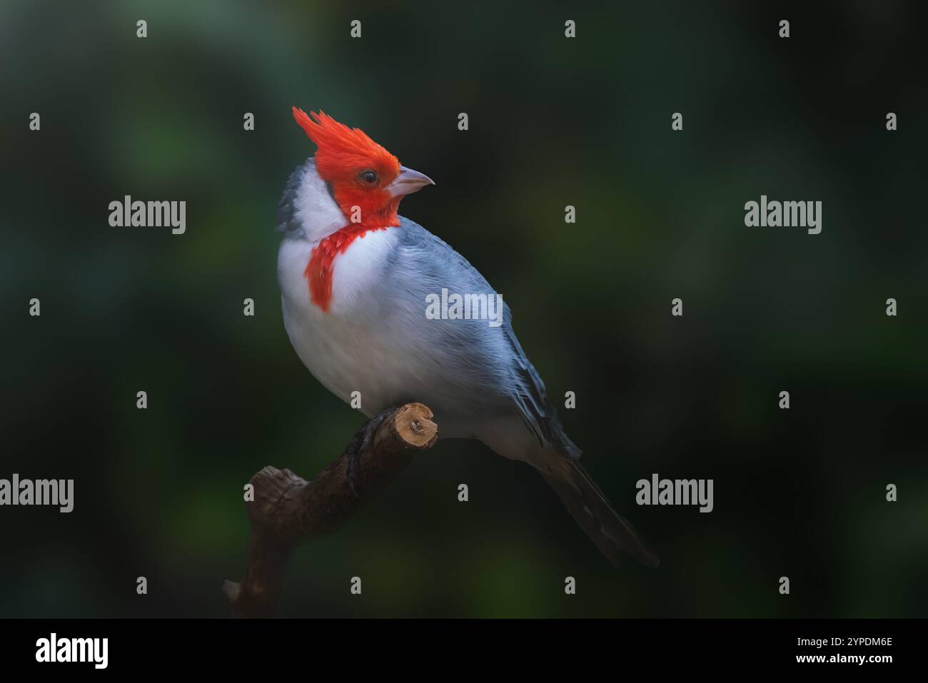 Red-crested Cardinal bird (Paroaria Coronata) Stock Photo