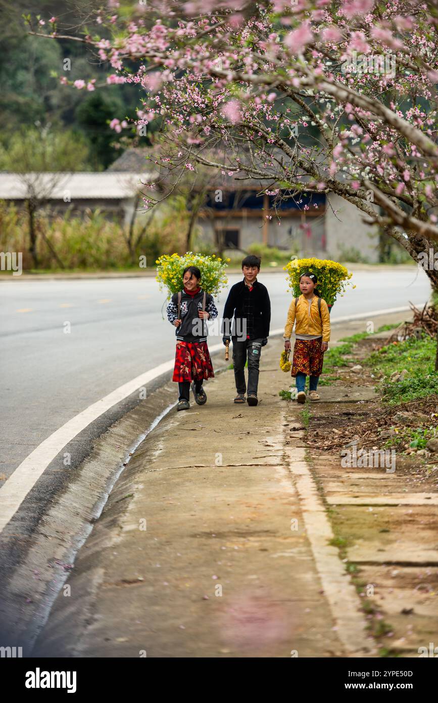 Ha Giang, Vietnam - January 15, 2024: Spring and the peaceful life of ...