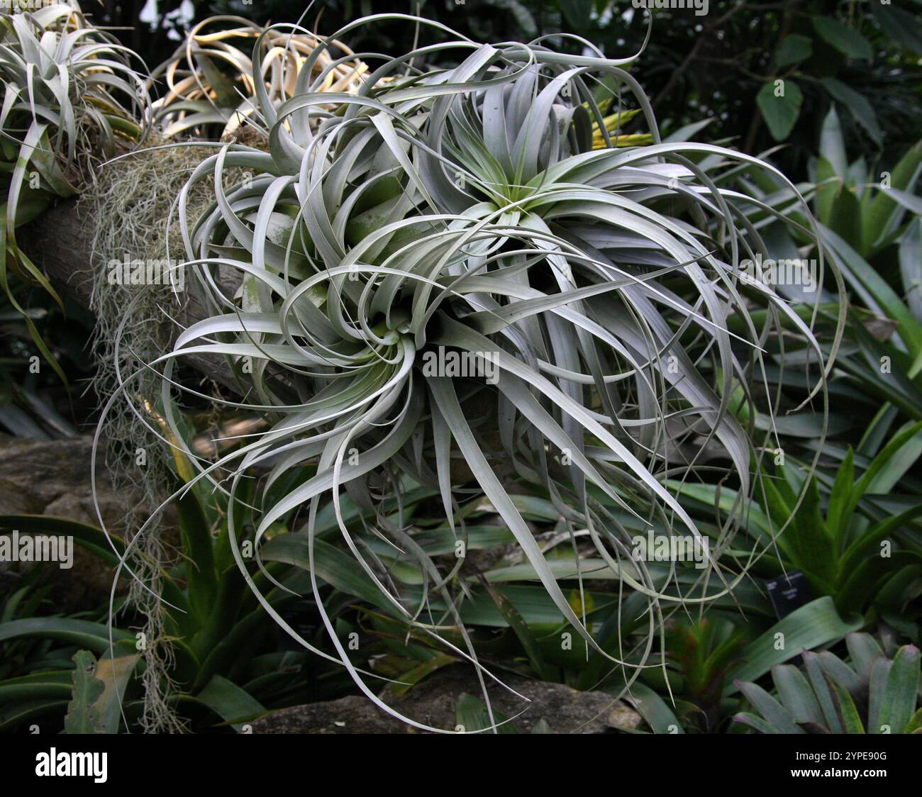Bromeliad tillandsia tropical hi-res stock photography and images - Alamy