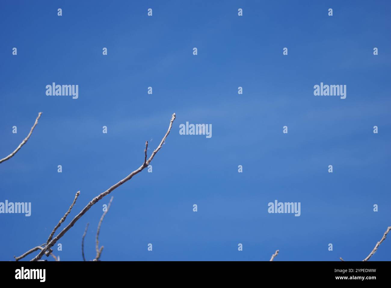 Fir trees blue skies summer hi-res stock photography and images - Alamy