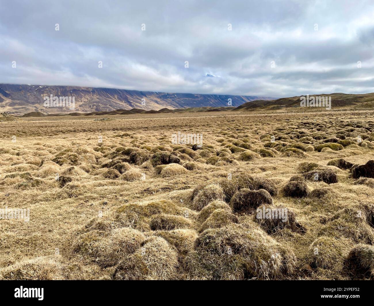 Lumpy grass in Iceland known as Thurfur. It forms when water in the soil freezes and thaws pushing up lumps of soil. - Smartphone Captured Stock Image