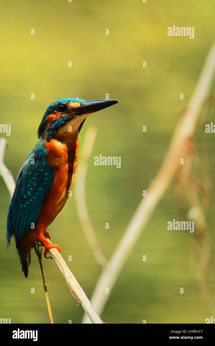 beautiful common kingfisher (alcedo atthis) or eurasian kingfisher perching on a branch, tropical birds of asia Stock Photo