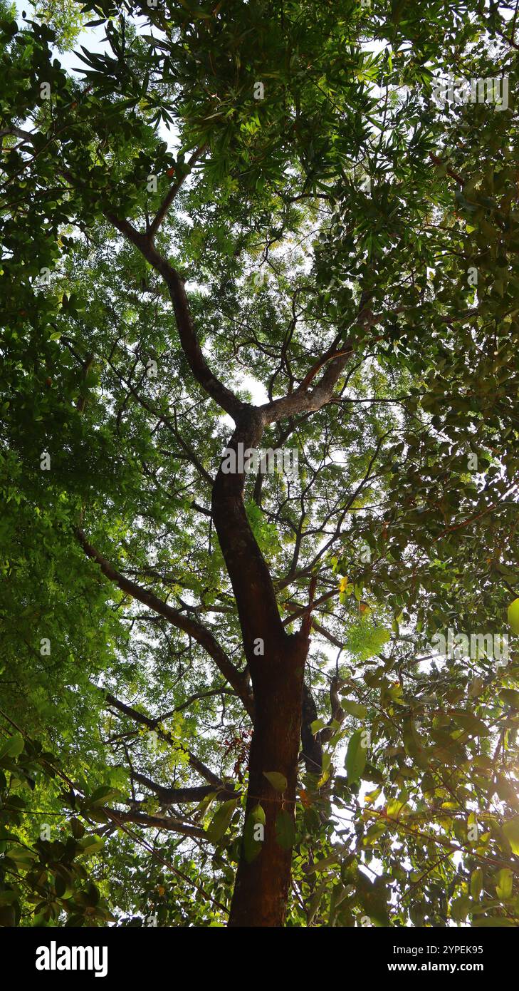 Tall Tree with Dense Green Foliage Reaching Towards the Sky Stock Photo ...