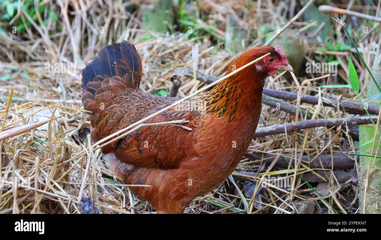 Hen and Chicks Pecking at Ground in Natural Surroundings Stock Photo