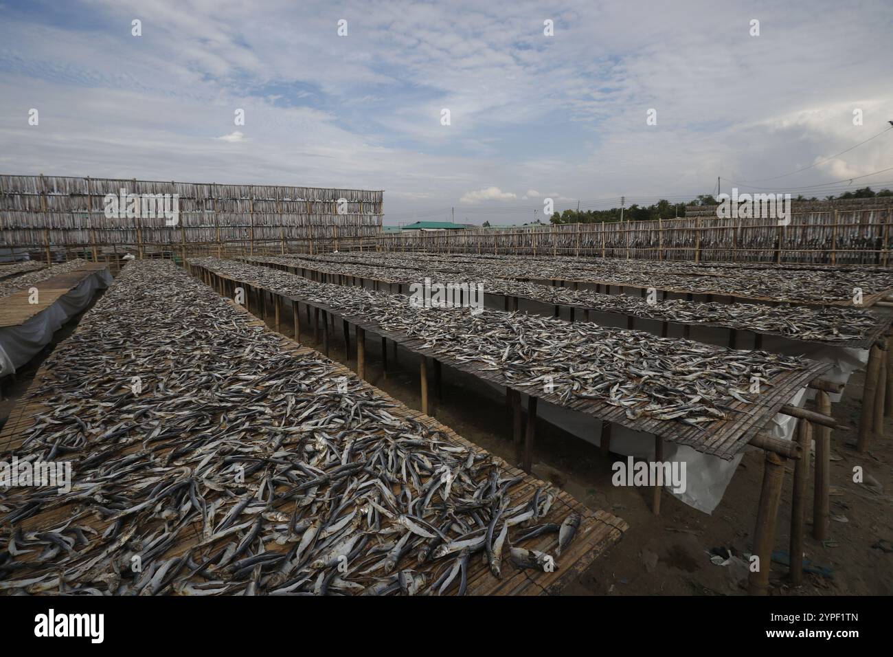 Processing fish to be dried at Nazirartek Dry Fish Plant in Cox;s Bazar,Bangladesh Stock Photo