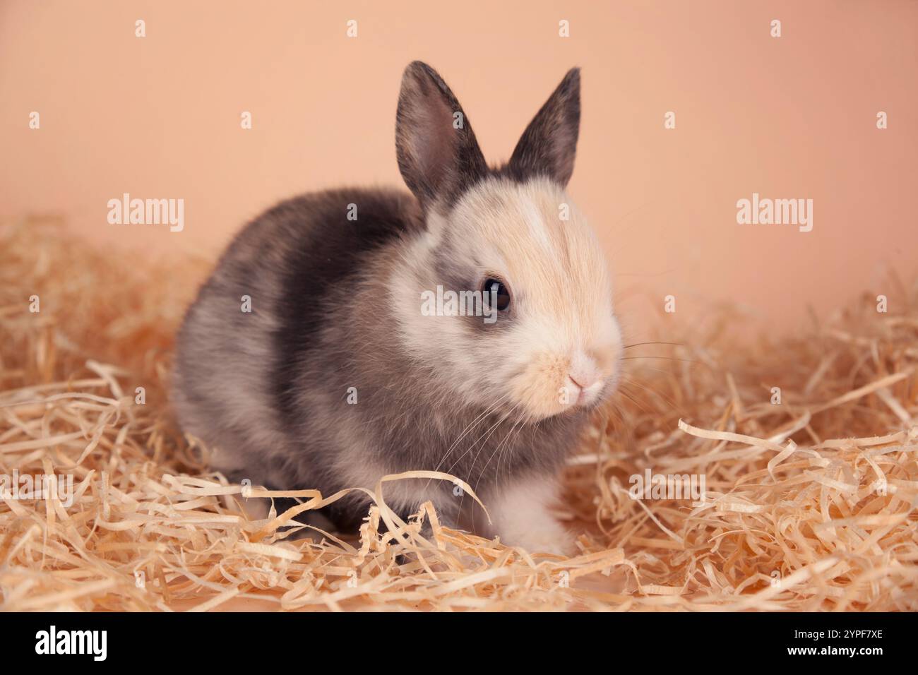 Pet bunny surrounded by straw Stock Photo