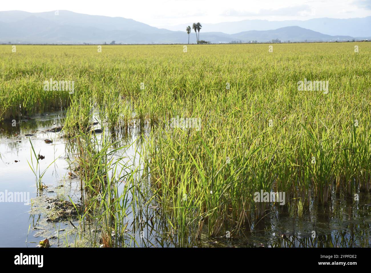 Spain Rice Fields Rice cereal plant hi-res stock photography and images - Alamy