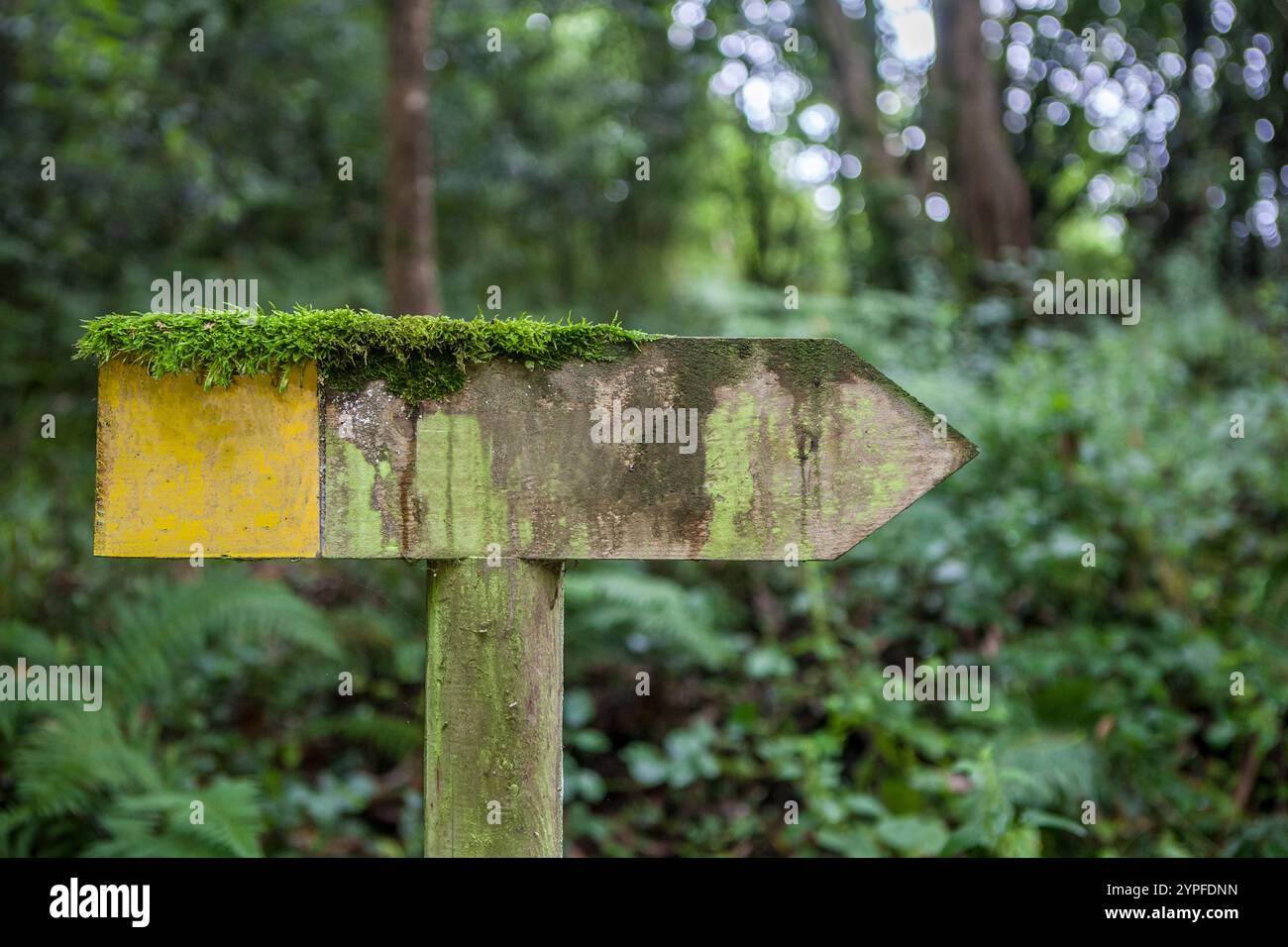 Wooden sign pole deep in the forest covered with lichens and moss ...