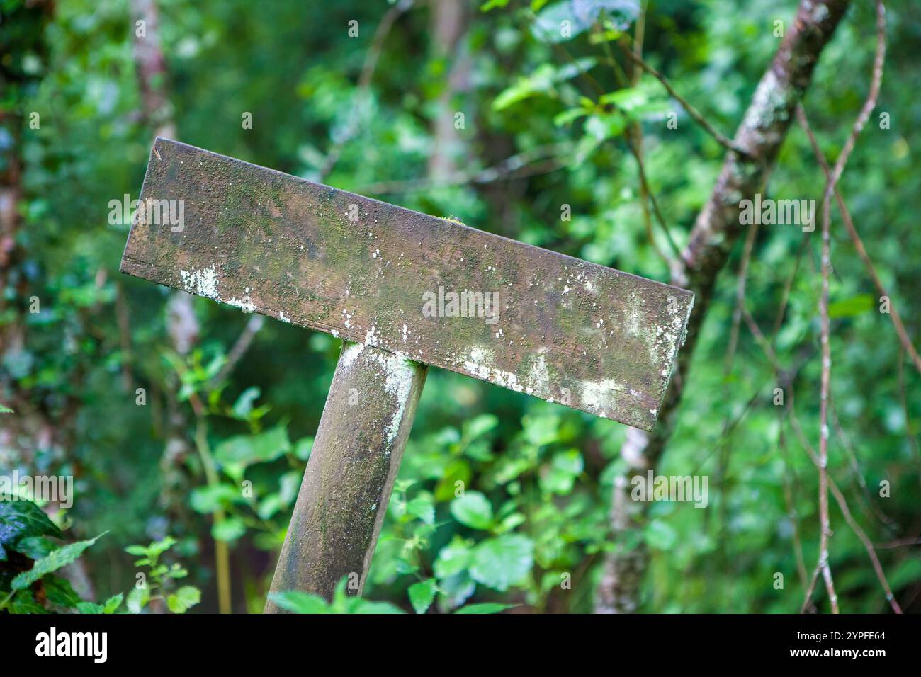 Wooden sign pole deep in the forest covered with lichens. Empty space ...