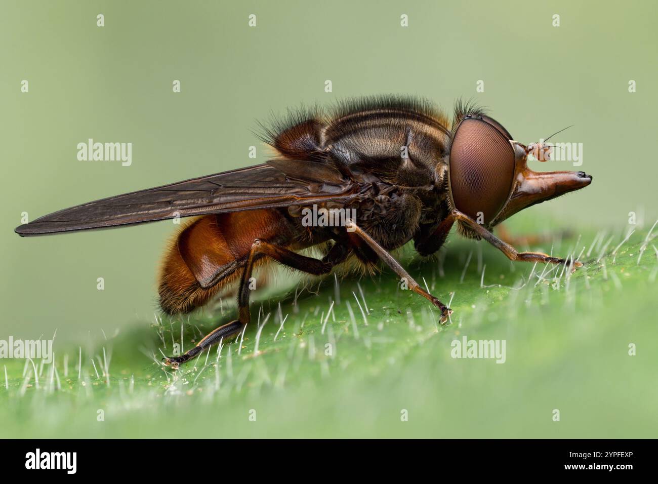 Rhingia campestris hoverfly resting on leaf. Tipperary, Ireland Stock Photo