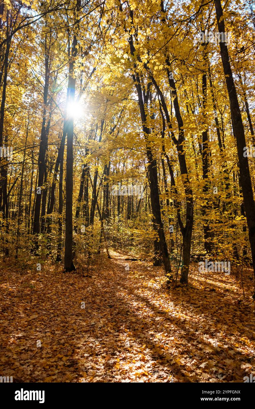 Sun shining in tall maple trees of autumn forest with golden colored ...