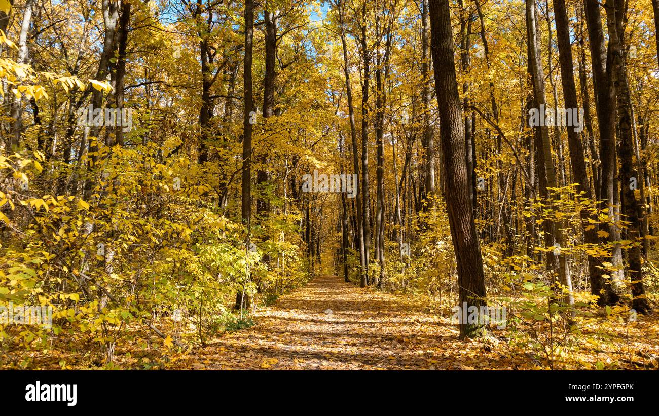 Golden leaves forest trail hi-res stock photography and images - Alamy