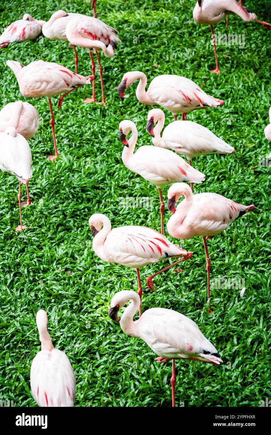Flamingos or flamingoes are a type of wading bird in the family