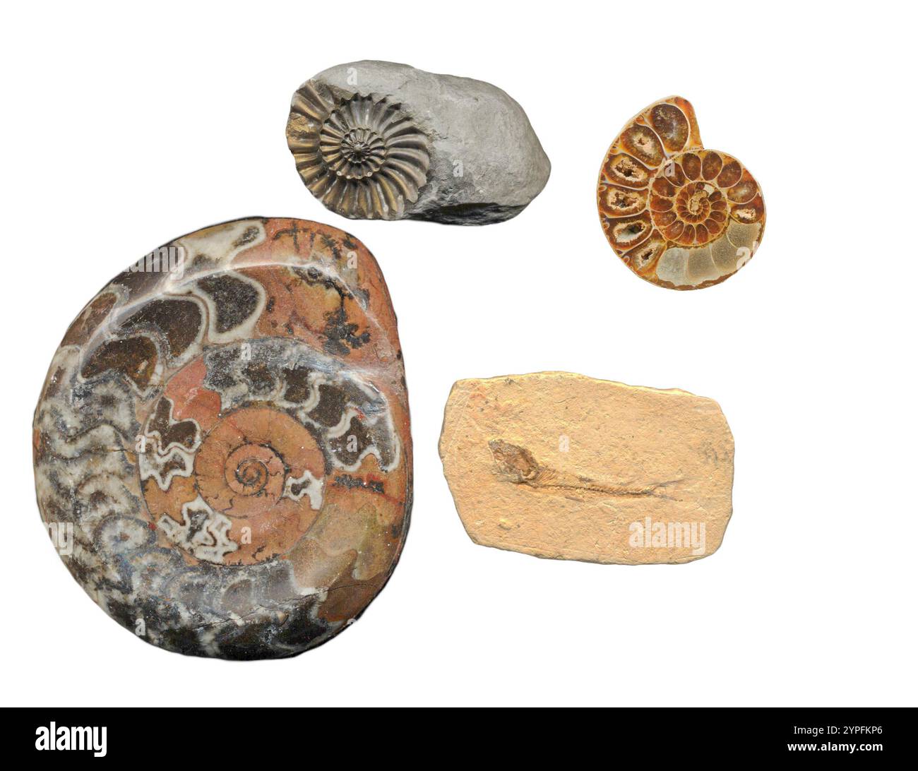 Ammonites, which evolved about 416 million years ago, were once the most abundant animals of the ancient seas. Scientists have identified more than 10 Stock Photo