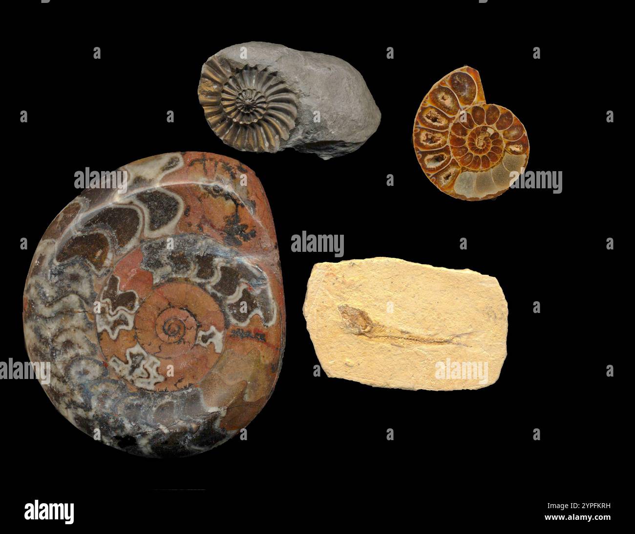 Ammonites, which evolved about 416 million years ago, were once the most abundant animals of the ancient seas. Scientists have identified more than 10 Stock Photo
