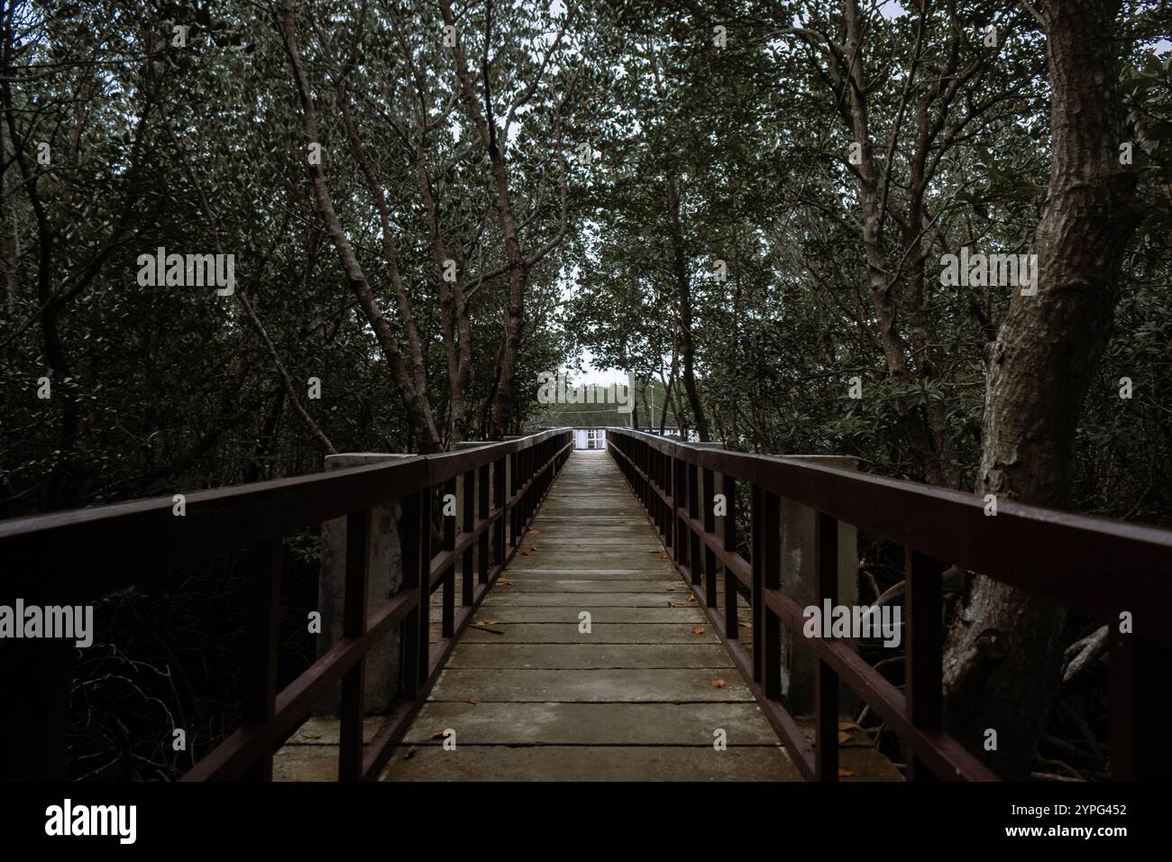 Wooden bridge in the mangrove forest. Romblon, Philippines Stock Photo ...