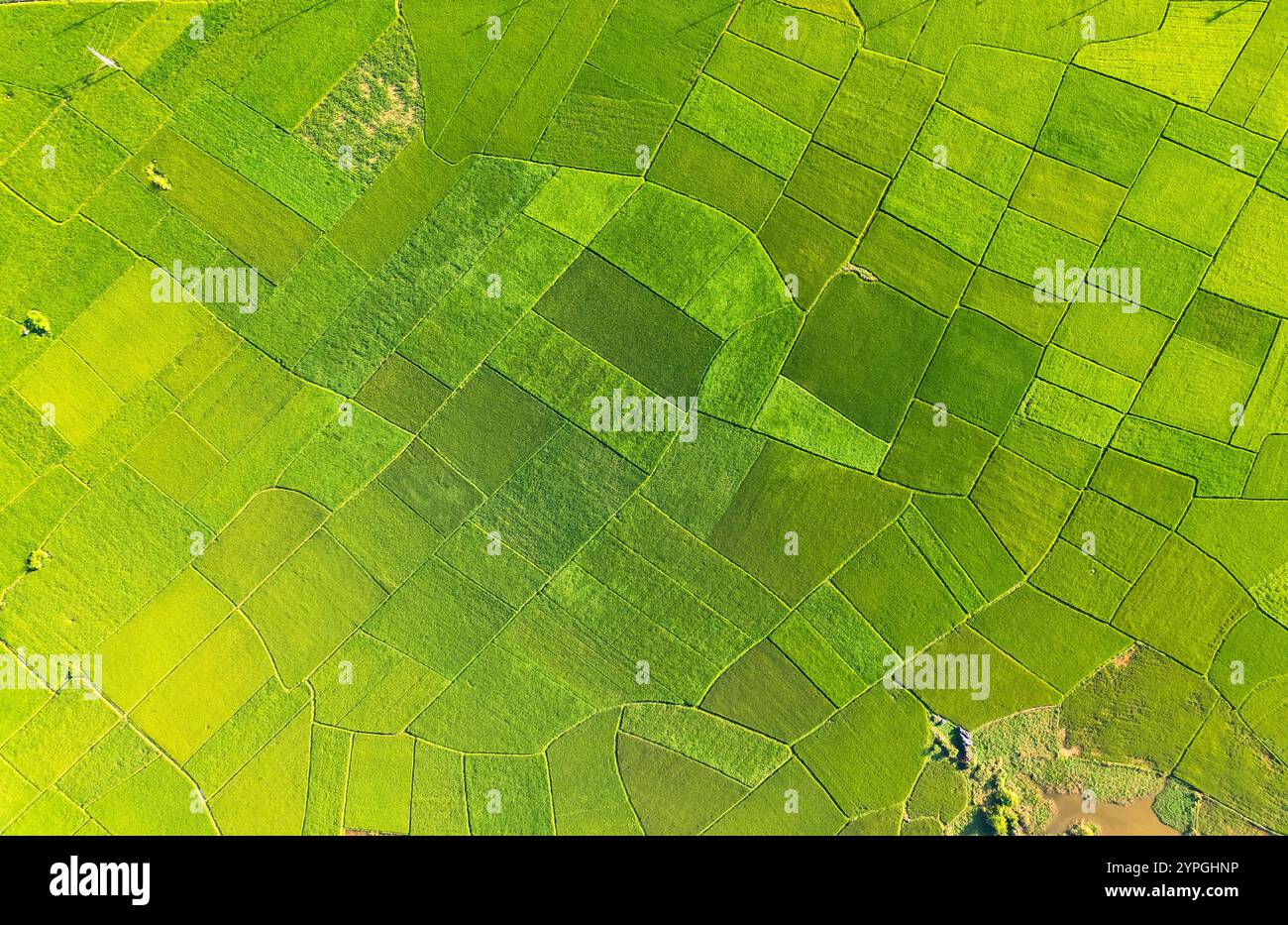 Aerial view of beautiful lush rice fields natural pattern in farmland ...