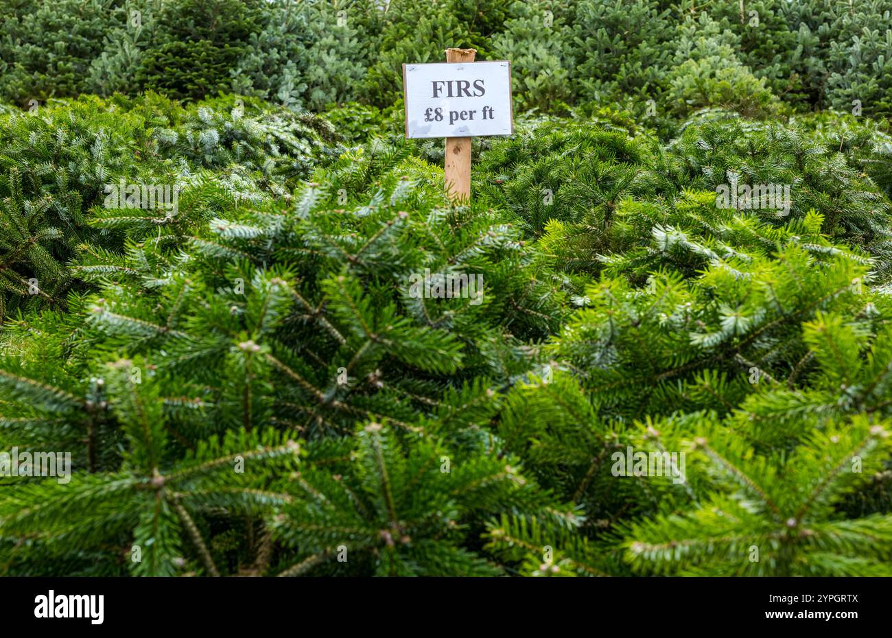Christmas trees west lothian