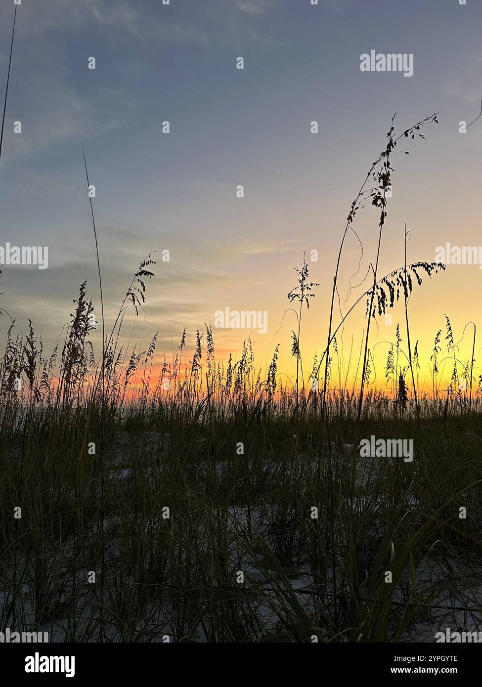 Sunset sky with sea oat silhouettes - Smartphone Captured Stock Image