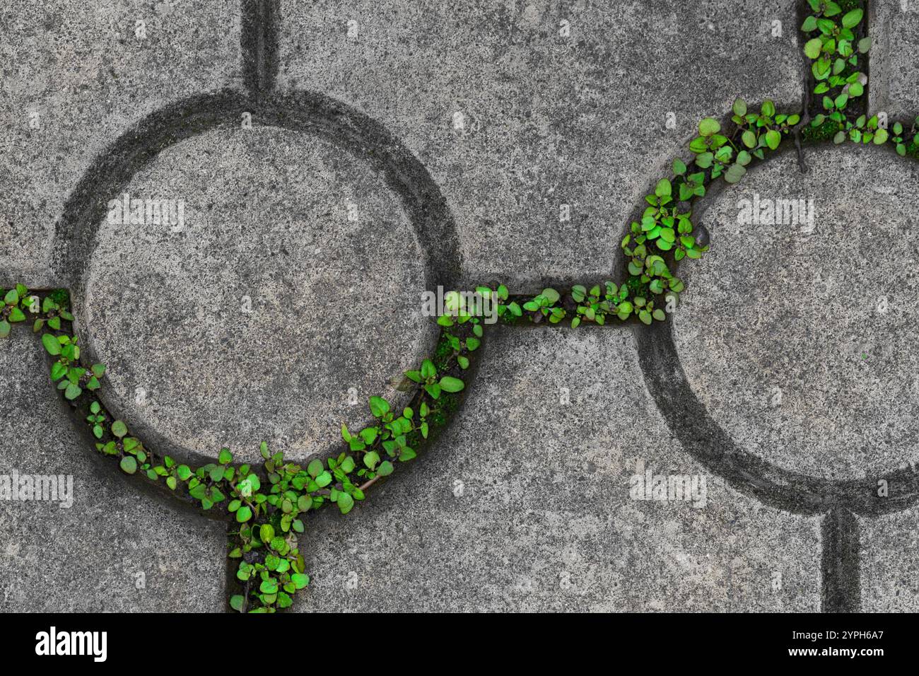 Abstract pattern. Grass grows between concrete tiles of the path Stock Photo
