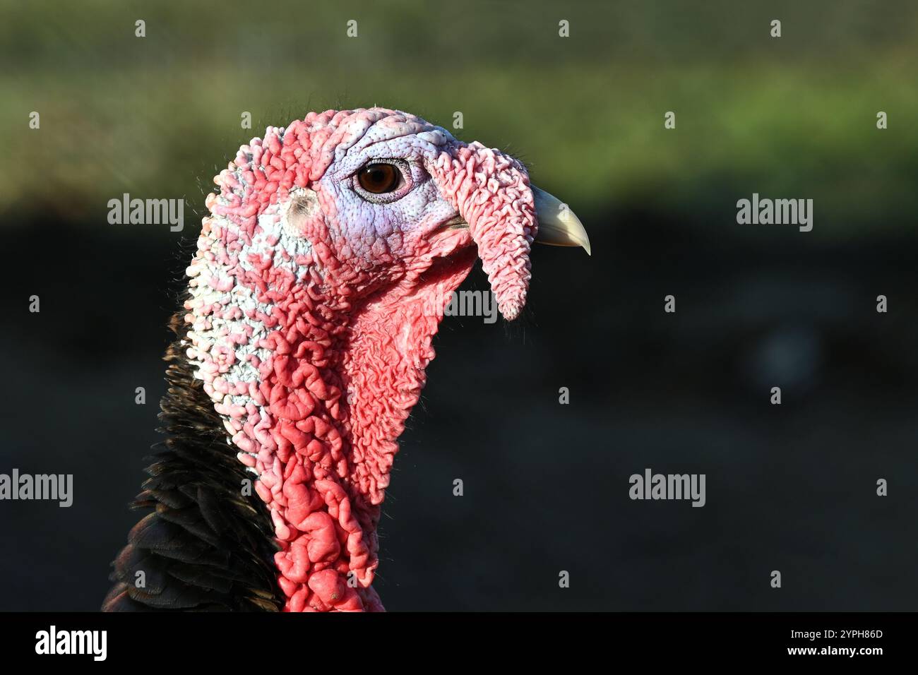 Close-up portrait of a male turkey outdoor with red wattle hanging from top of the beak Stock Photo