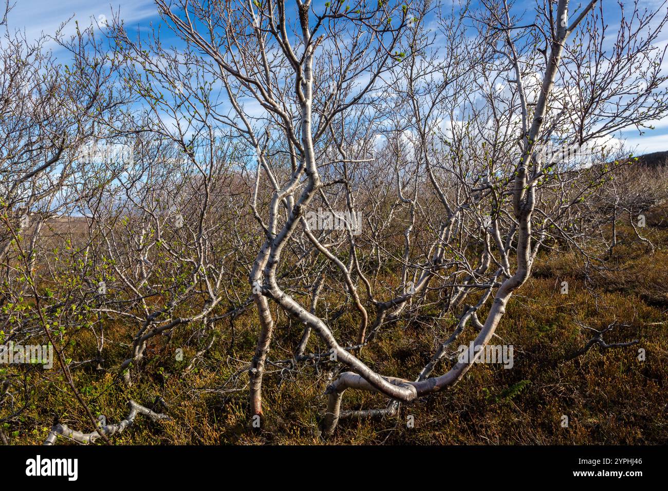 Betula nana, the dwarf birch shrubs with dry branches by the Jokulsa a Fjollum river canyon in Iceland. Stock Photo