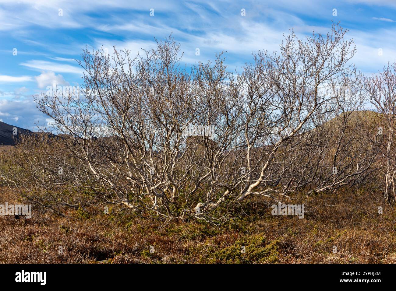 Betula nana, the dwarf birch shrubs with dry branches by the Jokulsa a Fjollum river canyon in Iceland. Stock Photo