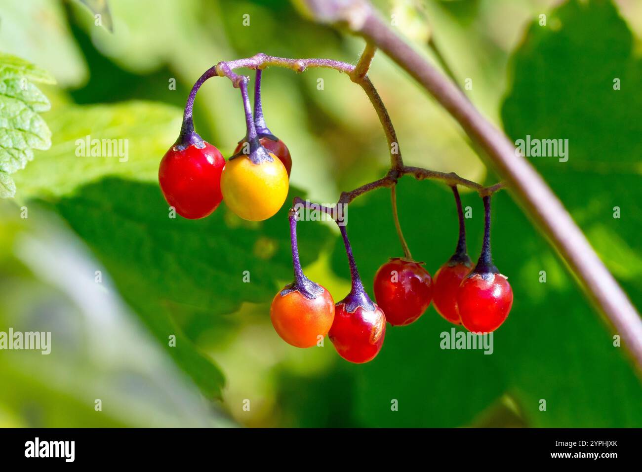Bittersweet Nightshade Berries BITTERSWEET (Solanum Dulcamara)