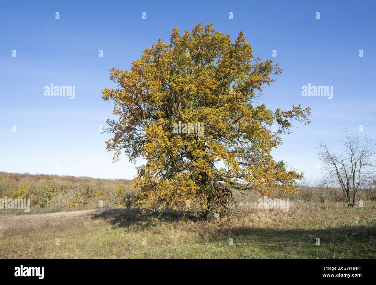Oak tree in the middle of a field hi-res stock photography and images ...