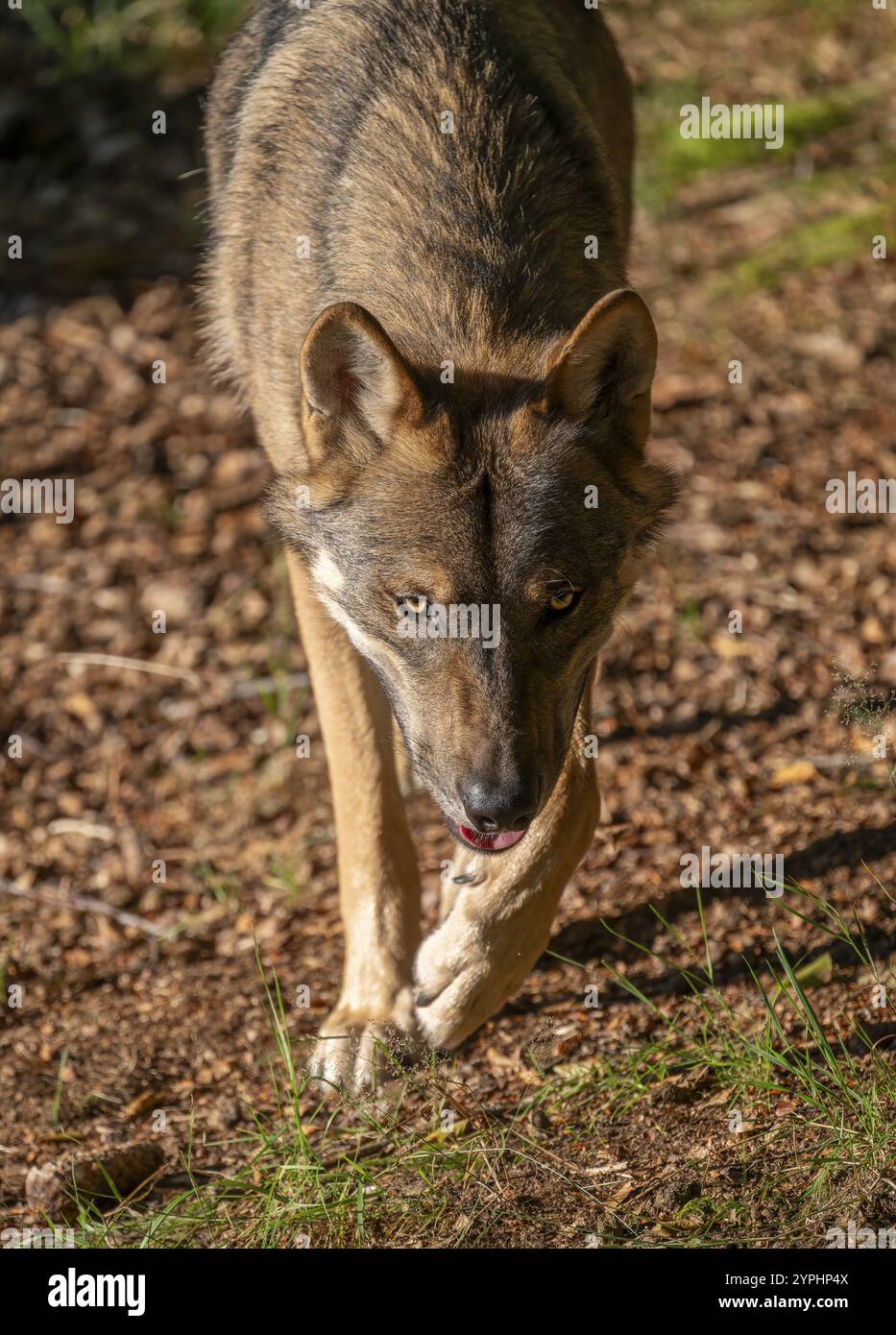 Wolf (Canis lupus) running through its territory, Germany, Europe Stock ...