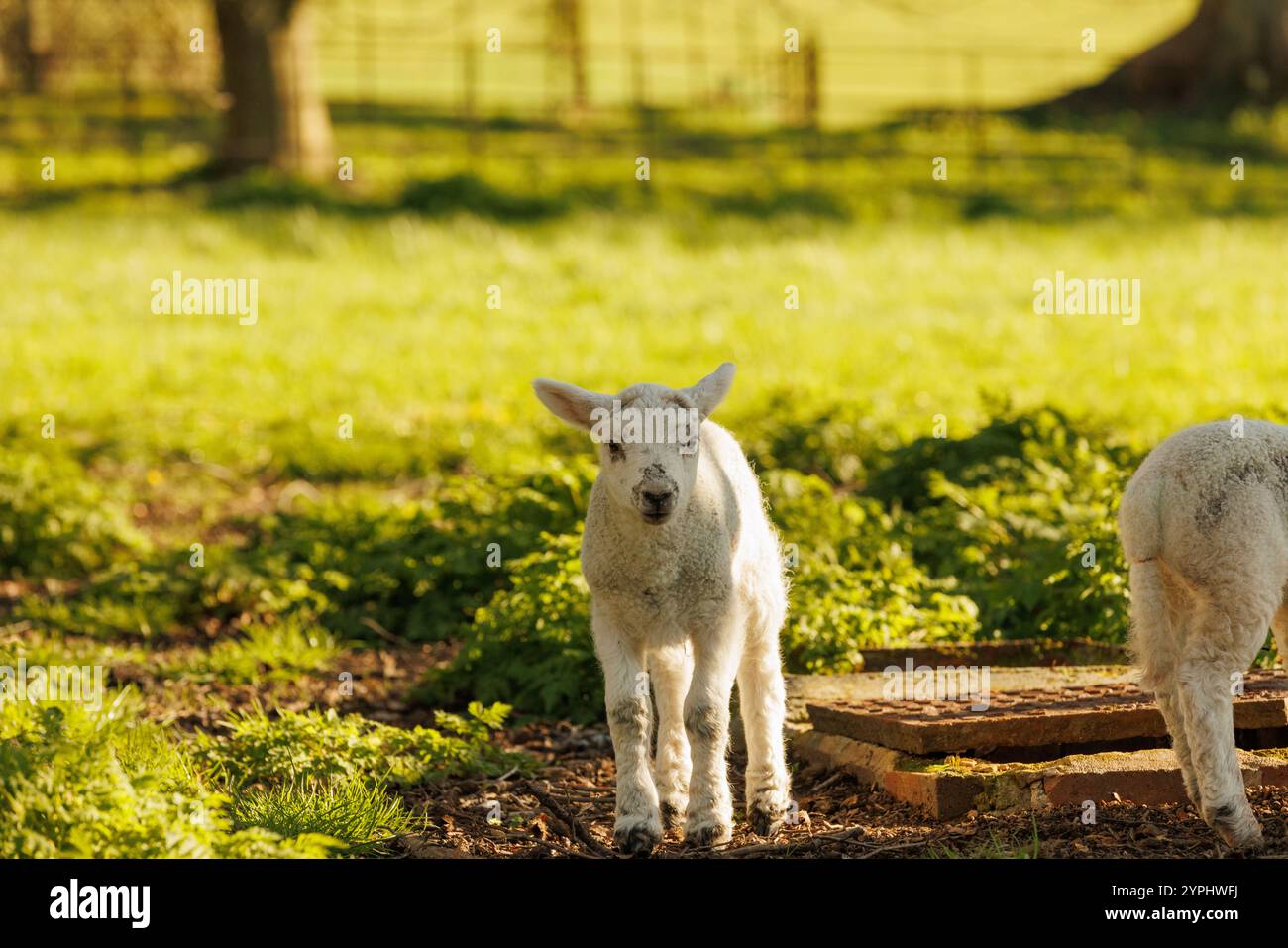New lambs in field in springtime Stock Photo - Alamy