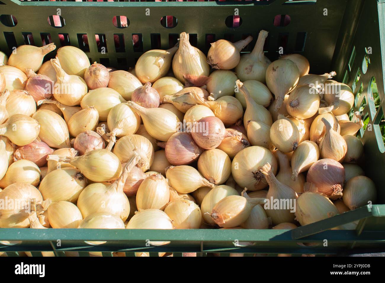 Fresh onions in plastic hi-res stock photography and images - Alamy