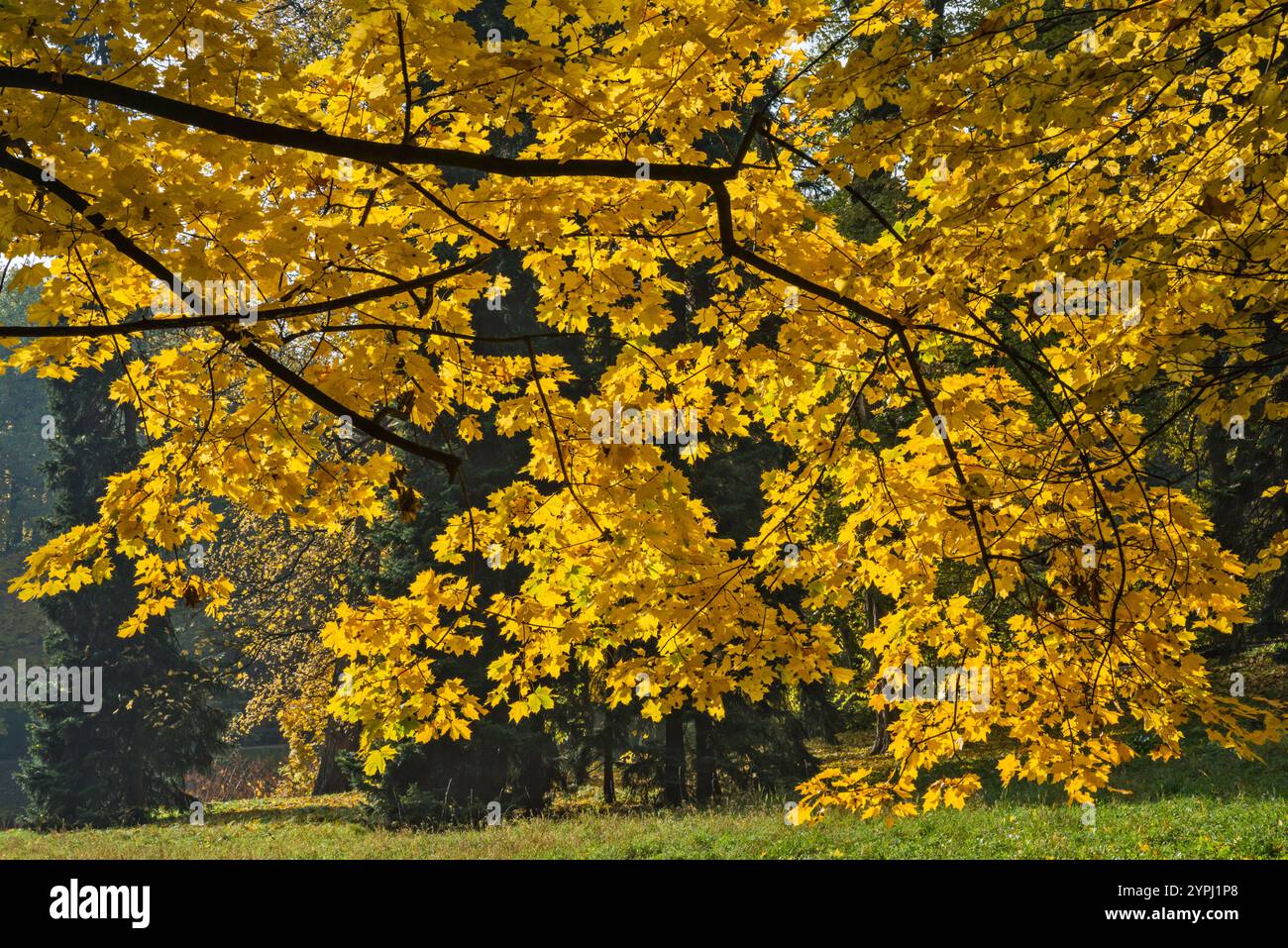Tree branches frame capital hi-res stock photography and images - Alamy