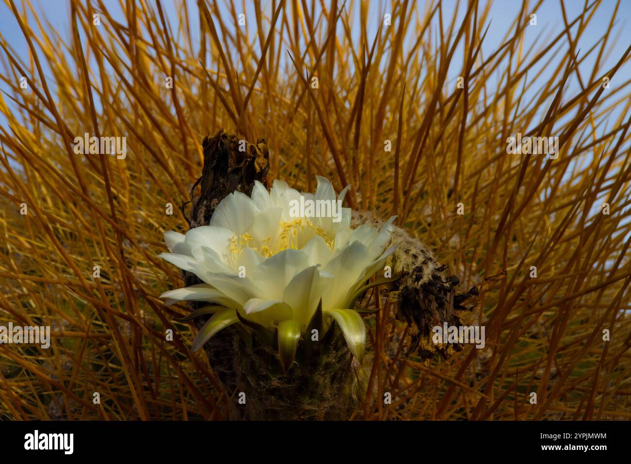 Close-up of a blooming cactus flower with spiky yellow spines in the arid landscape of Isla Incahuasi, Bolivia. Stock Photo